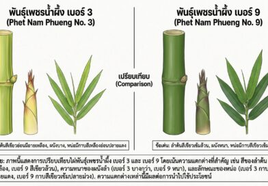 ไผ่บงหวานเพชรน้ำผึ้ง เบอร์ 9