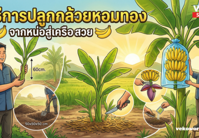 9 ขั้นตอน ปลูกกล้วยหอมทองให้ลูกสวย เกรดพรีเมียม